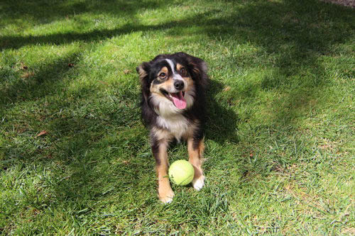 dog with ball on lawn